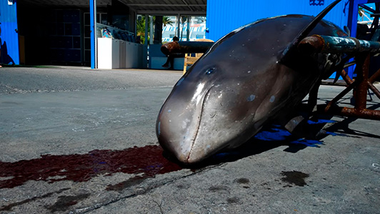 Fotograma que muestra una ballena muerta extraído del documental Salvar Tenerife